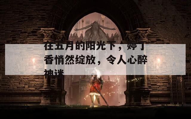 在五月的阳光下，婷丁香悄然绽放，令人心醉神迷