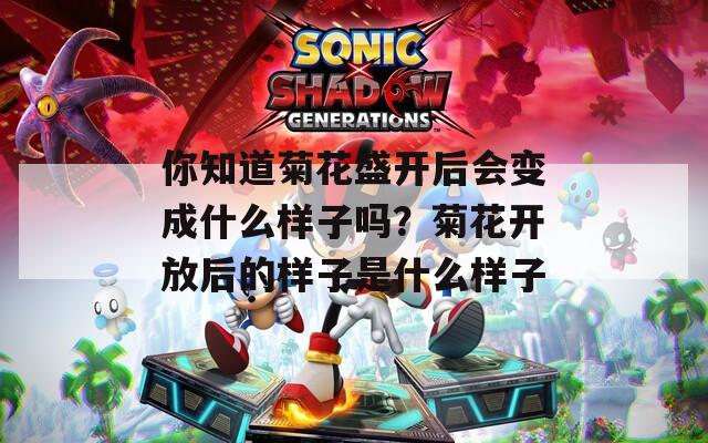 你知道菊花盛开后会变成什么样子吗？菊花开放后的样子是什么样子