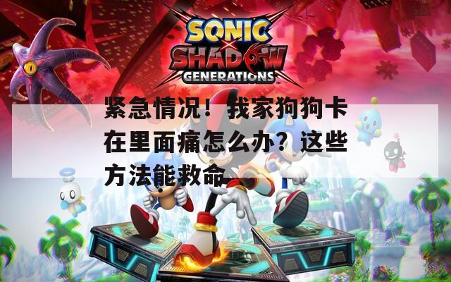 紧急情况！我家狗狗卡在里面痛怎么办？这些方法能救命